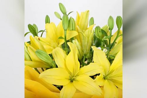 8 asiatic yellow lilies bouquet home delivery