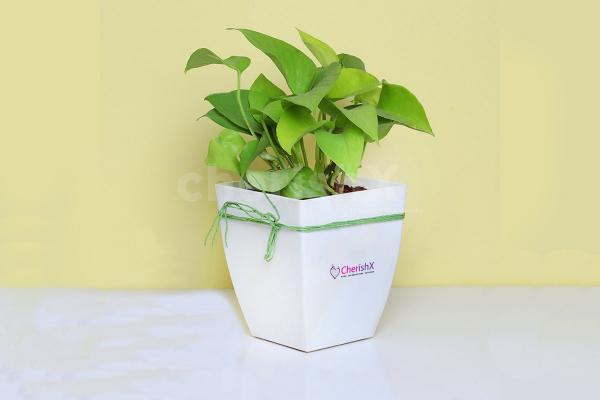 Money Plant in White Pot