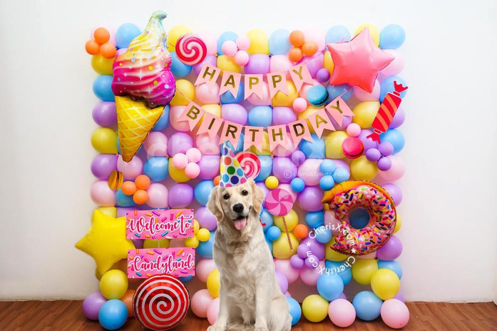 Gift your baby pet a Gorgeous Candy Birthday Decoration Surprise!