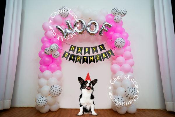 With this Pet themed birthday, give your dog a party they will always remember!